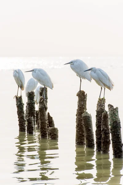 Seidenreiher — Stockfoto