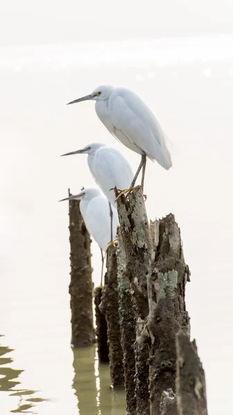 Zilverreiger groep — Stockfoto