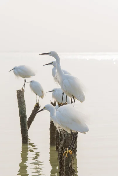 ak balıkçıl grubu