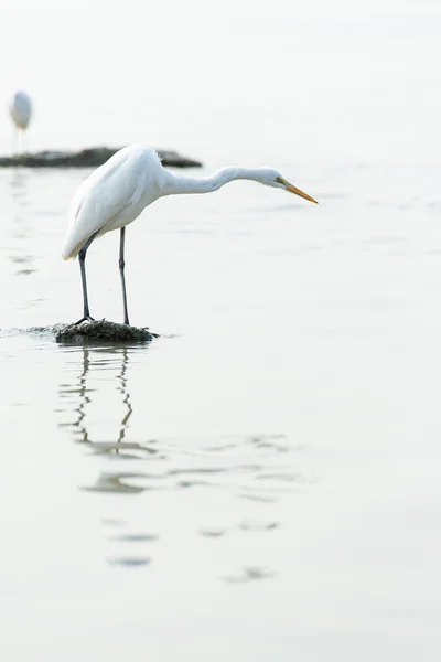 Seidenreiher — Stockfoto