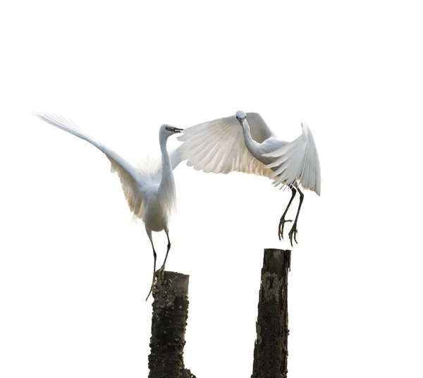 Isolated egret — Stock Photo, Image