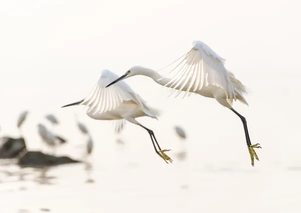 Vliegende zilverreigers Rechtenvrije Stockfoto's