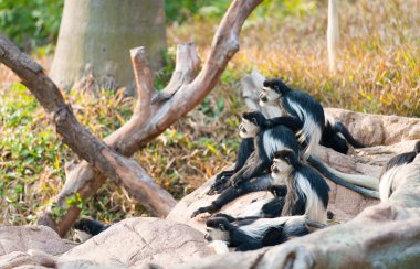 Colobus guereza