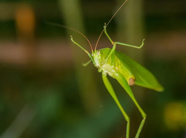 Grasshopper — Fotografie, imagine de stoc