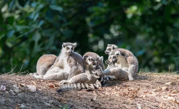 Aye-Aye familie — Stockfoto