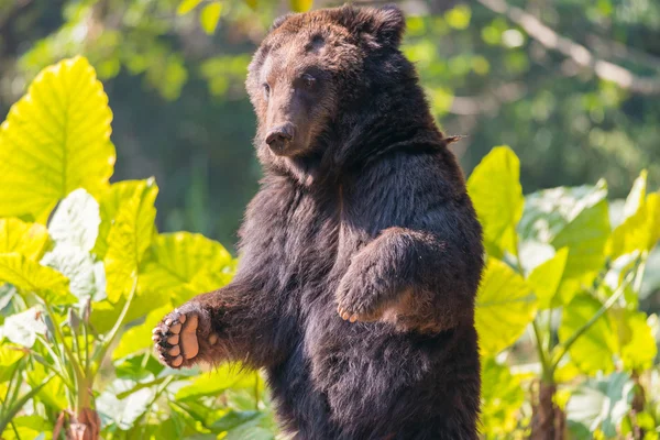 Orso in piedi — Foto Stock