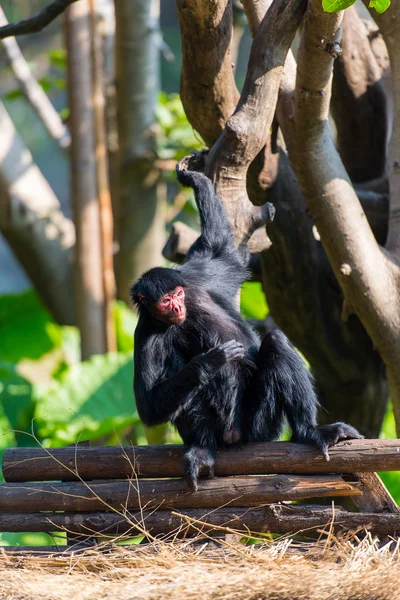 Mono araña negro —  Fotos de Stock