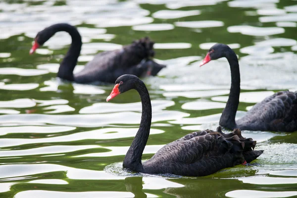 Cisnes negros — Foto de Stock