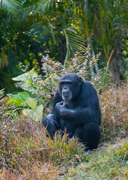 Chimpancé — Foto de Stock