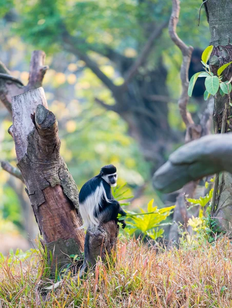 Colobus gueresa — стоковое фото