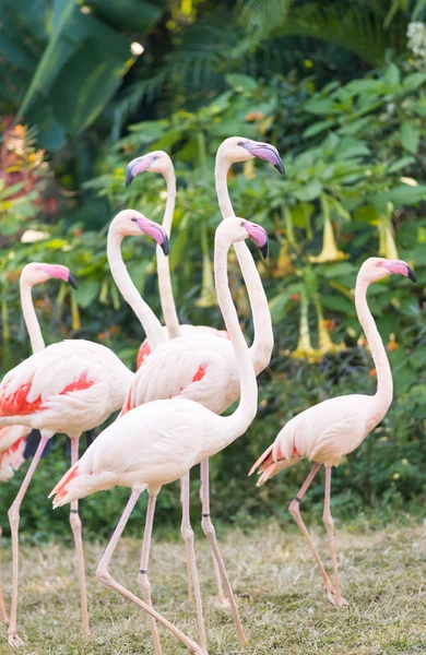Büyük flamingo grubu — Stok fotoğraf