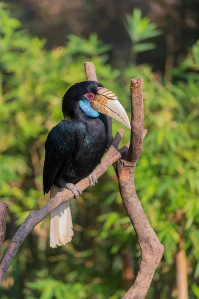 Hornbill. — Foto de Stock