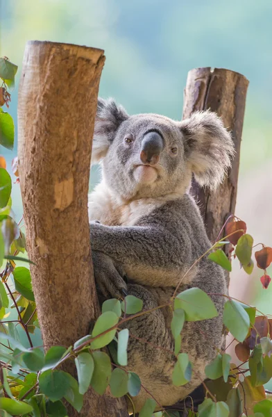 Koala — Stok fotoğraf