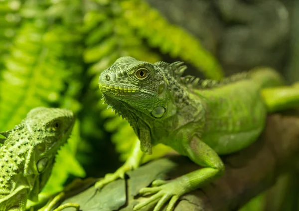 Lagarto — Foto de Stock