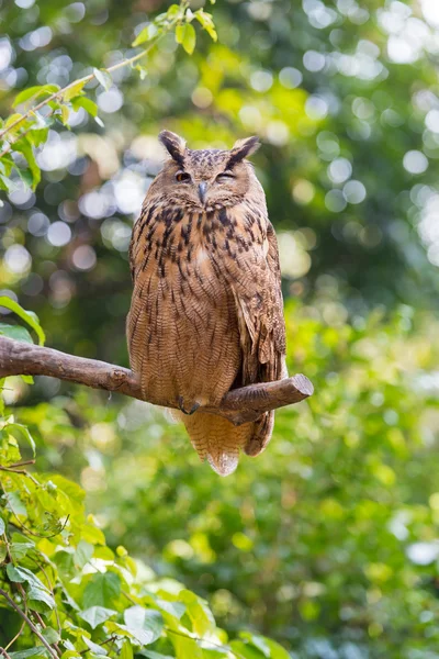 Night owl — Stock Photo, Image