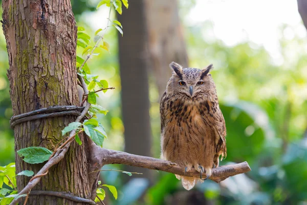 Night owl — Stock Photo, Image