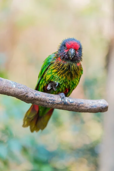 Green parrot — Stock Photo, Image