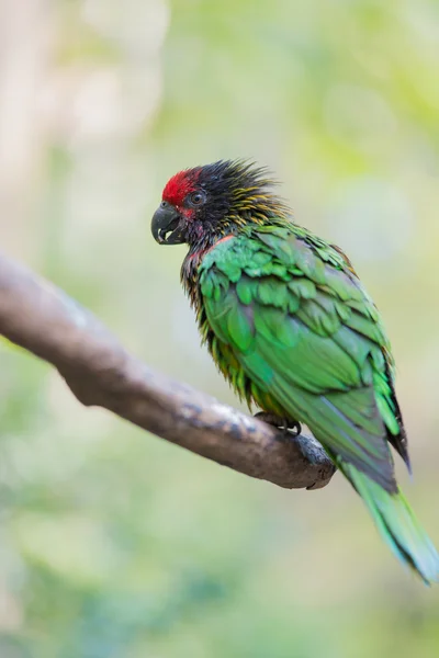 Loro verde — Foto de Stock