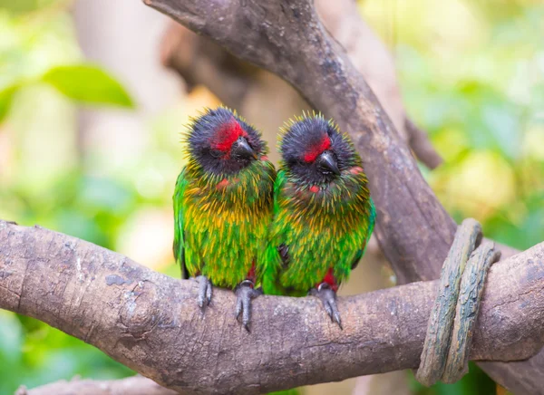 Двойник попугая — стоковое фото