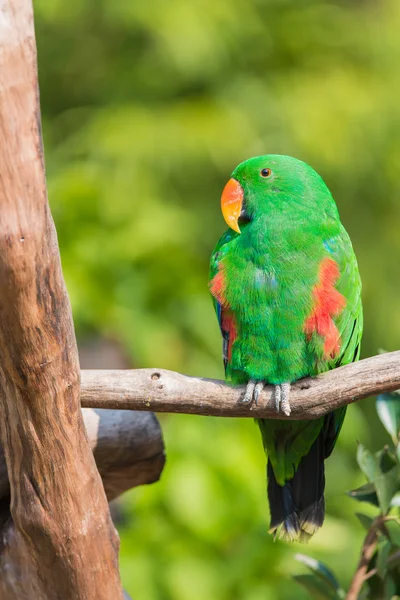 Loro verde — Foto de Stock