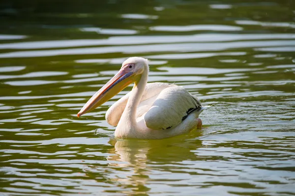 Zwemmen pelikaan — Stockfoto