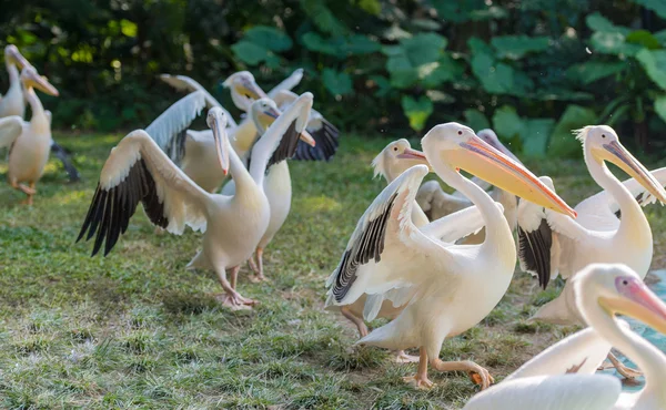 Pelicano ambulante — Fotografia de Stock