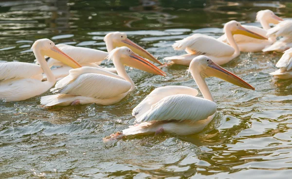 Swiming pelican — Stock Photo, Image