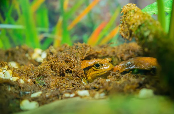 발 정된 개구리 스톡 이미지