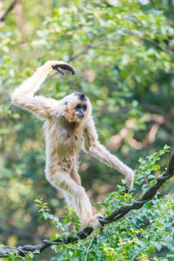 Beyaz yanaklı gibbon