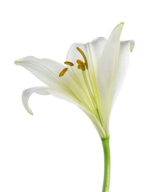 Beyaz arkaplanda izole beyaz zambak çiçekleri