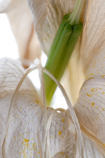 Withered White Lily Flowers Isolated White Background — Stock Photo, Image