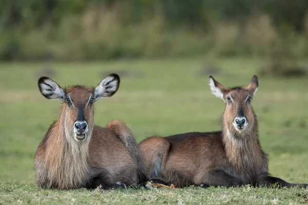 草原に座っている2人のウォーターバック — ストック写真