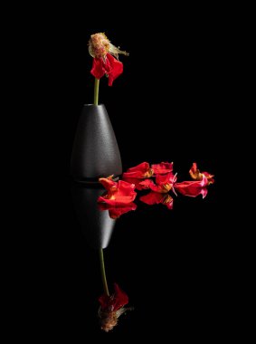 solmuş gül ve siyah arka planda dökülen yapraklar