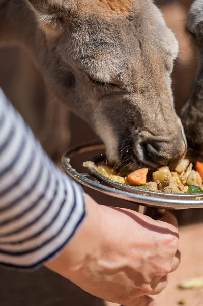 Ihmiset Ruokkivat Kenguruja Pienillä Ruokapaloilla — kuvapankkivalokuva