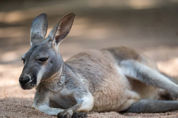Yere Uzanmış Bir Kanguru Tam Vücut Fotoğrafı — Stok fotoğraf