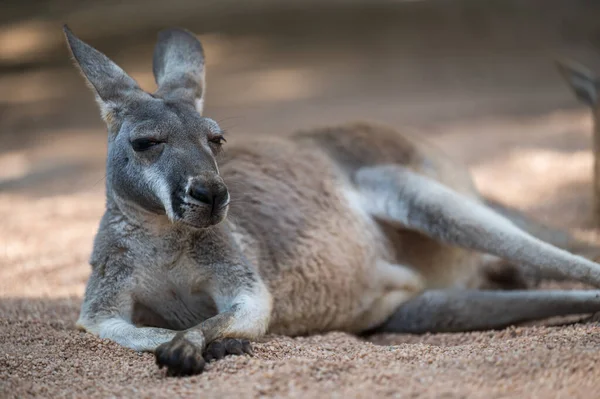Yere Uzanmış Bir Kanguru Tam Vücut Fotoğrafı — Stok fotoğraf