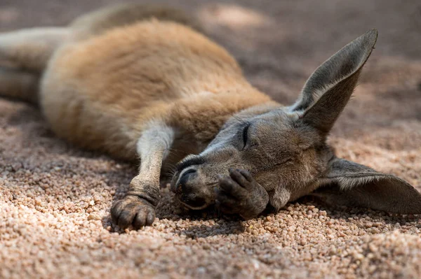 Bitkin Bir Kanguru Yerde Uyuyor — Stok fotoğraf