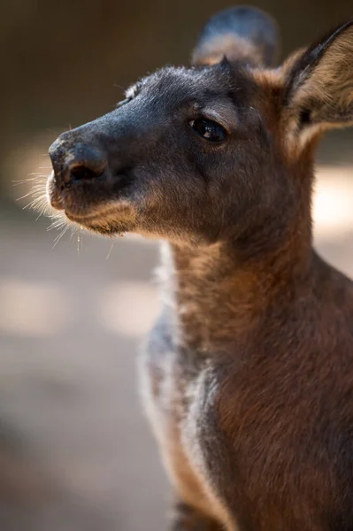 Mooie Grappige Kangoeroe Headshot — Stockfoto