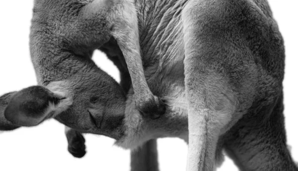 Uma Mãe Canguru Está Verificar Sua Bolsa Ninhada Animal Isolado — Fotografia de Stock