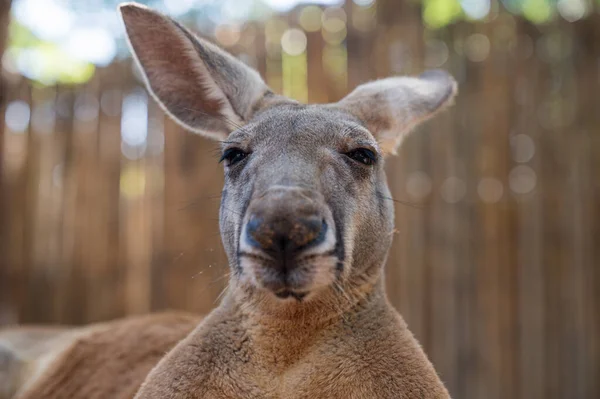Sevimli Komik Kanguru Vesikalığı — Stok fotoğraf