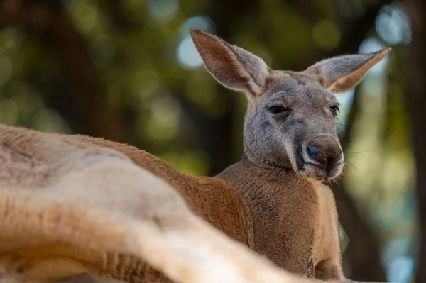 Yere Uzanmış Bir Kanguru Yarım Vücut Fotoğrafı — Stok fotoğraf