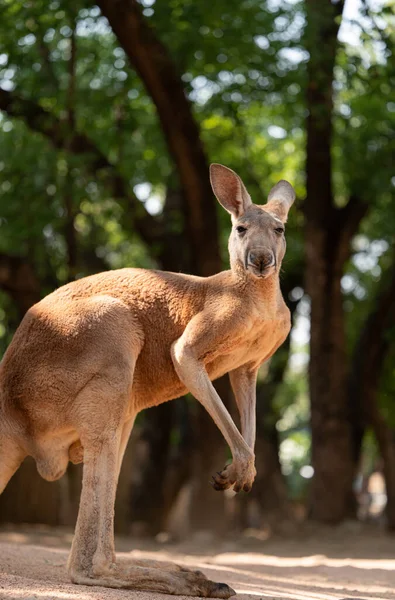 Büyük Bir Ağacın Önünde Duran Bir Kanguru — Stok fotoğraf