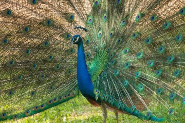 Mavi tavus kuşu genişleyen kanatlar.