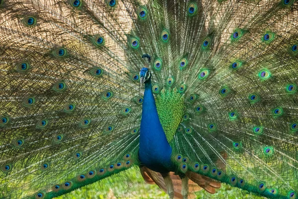 Blue Peacock Expanding Wings — Stock Photo, Image