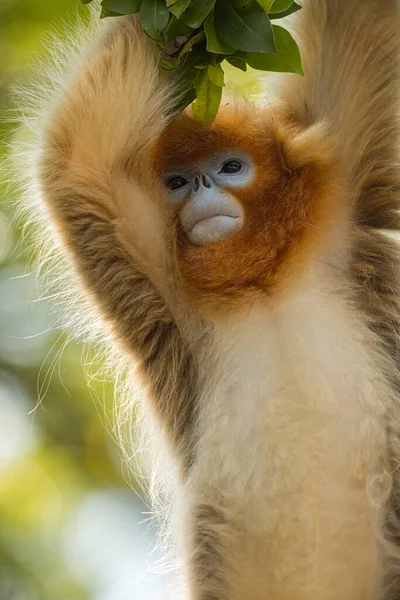 Gros Plan Singe Nez Noué Doré — Photo