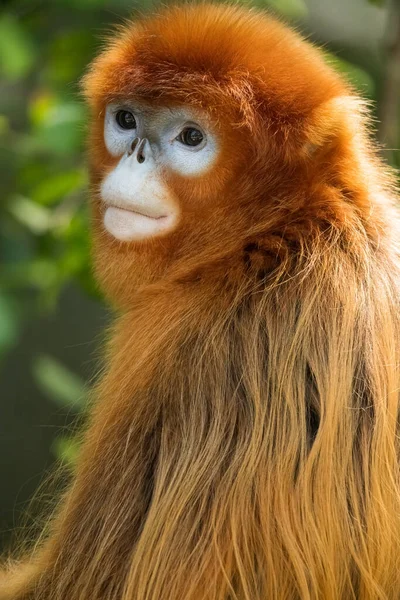 Close Van Gouden Snotneus Aap — Stockfoto