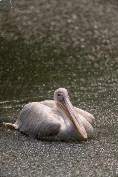 Ein Schwimmender Pelikan Bei Starkem Regen — Stockfoto