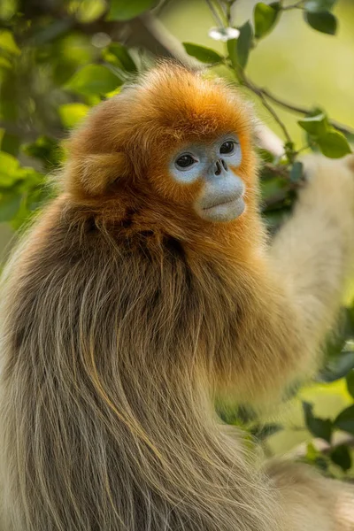 Gros Plan Singe Nez Noué Doré — Photo