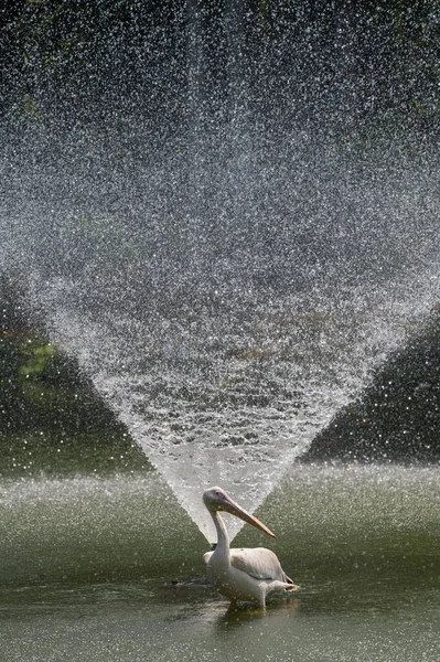 Pelican Standing Front Fountain — Stock Photo, Image