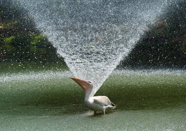 Pellicano Piedi Davanti Alla Fontana — Foto Stock